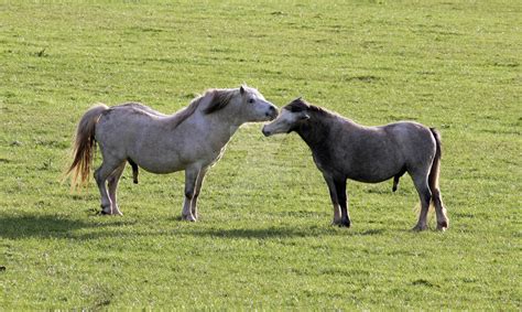 gay horse beastality|Gay Bestiality Porn and Gay Animal Sex.